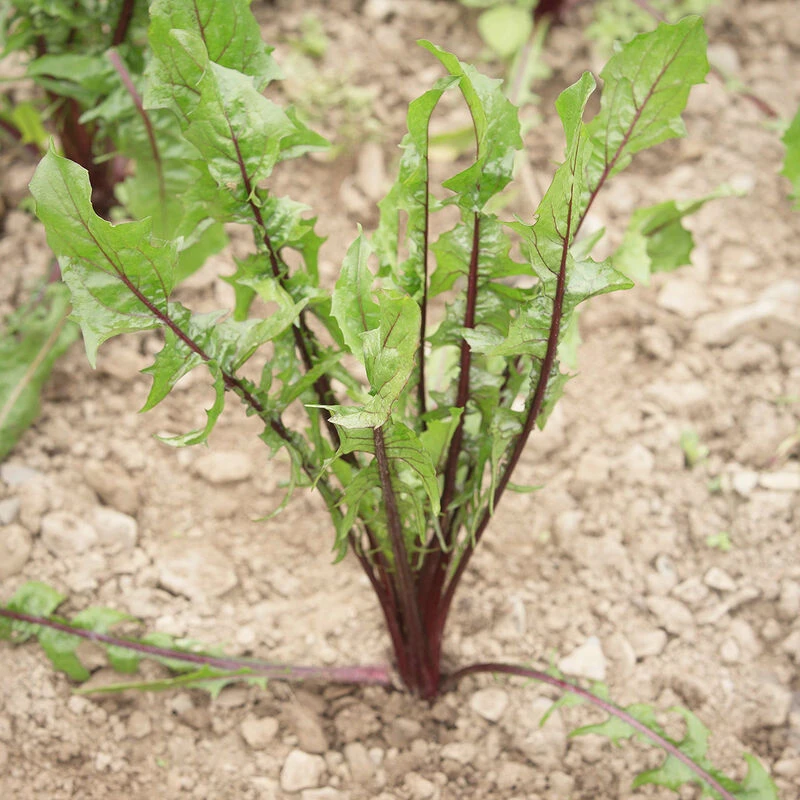 Italiko Red 4 Italiko Red - Image 4