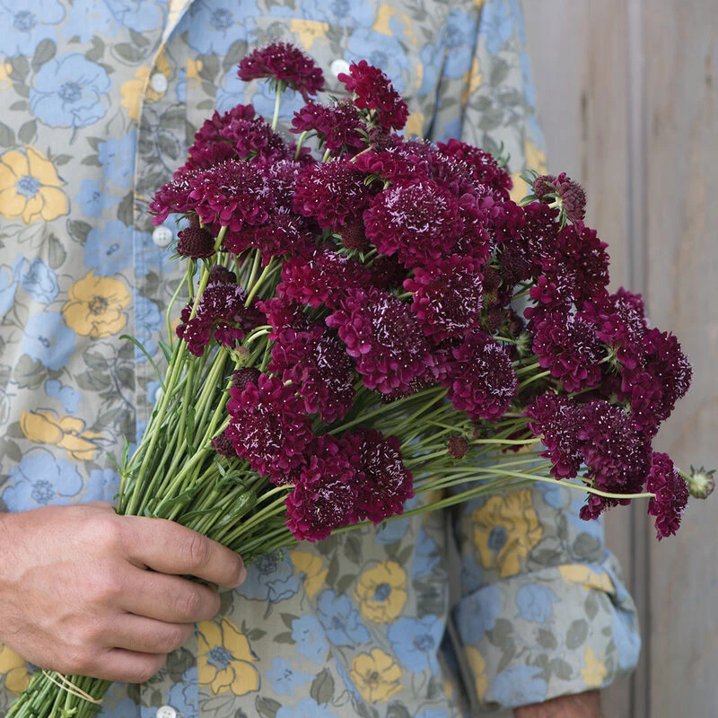 Merlot Red 1 Merlot Red