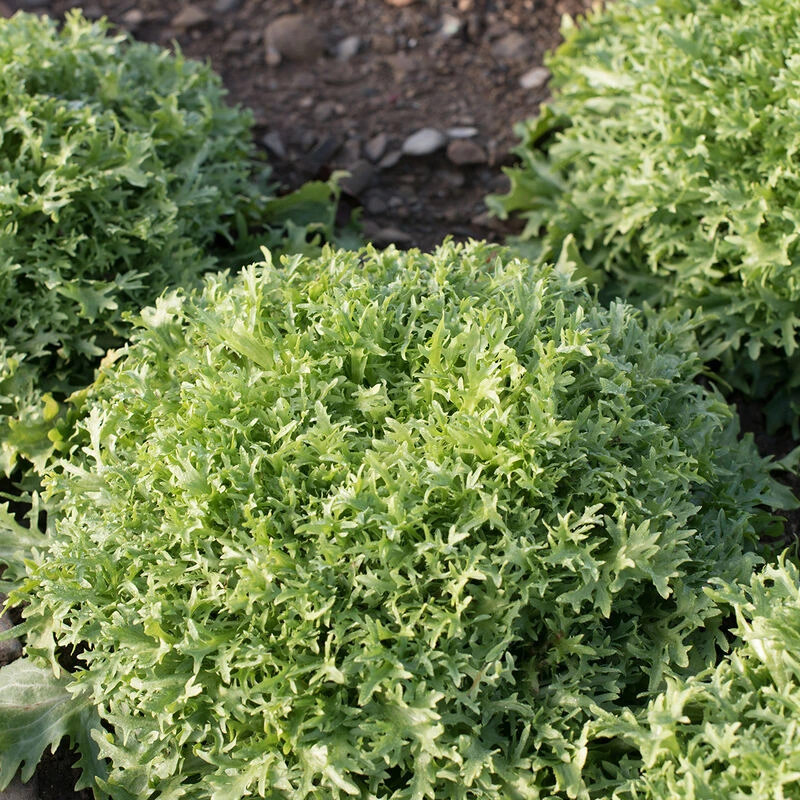 Benefine 2 Benefine - Image 2