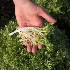 Benefine 5 Benefine -Seed & Root Sales Store 03421g 03 benefine