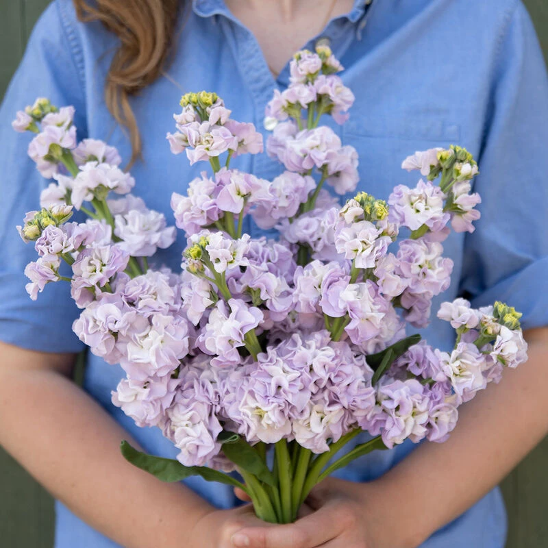 Iron Marine 1 Iron Marine