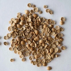 Santo Monogerm 5 Santo Monogerm -Seed & Root Sales Store 03446mg 03 cilantro monogerm 1