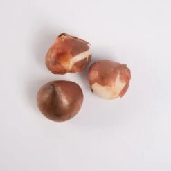 Negrita Parrot -Seed & Root Sales Store 03466 03 negrita parrot