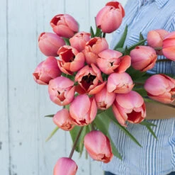Apricot Impression -Seed & Root Sales Store 03471 03 apricot impression