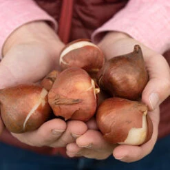 Apricot Impression -Seed & Root Sales Store 03471 04 apricot impression 1