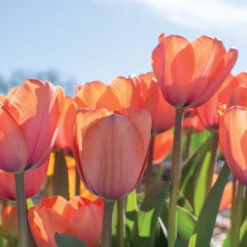 Apricot Impression -Seed & Root Sales Store 03471 05 apricot impression 1