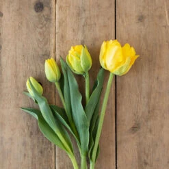 Marie Jo -Seed & Root Sales Store 03476 03 marie jo