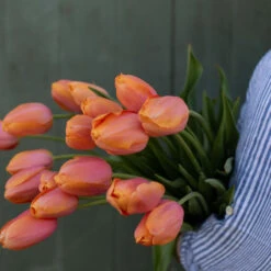 Best Seller -Seed & Root Sales Store 03482 02 dordonge