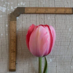 Design Impression 8 Design Impression -Seed & Root Sales Store 03491 03 design impression