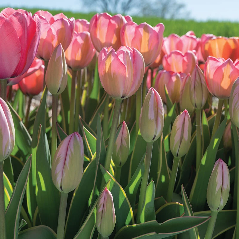 Design Impression 6 Design Impression - Image 6