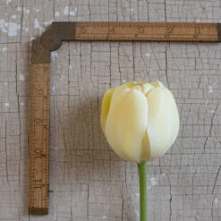 Ivory Floradale -Seed & Root Sales Store 03492 03 ivory floridale