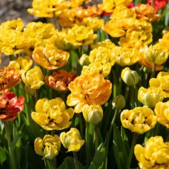 Best Seller 8 Sunlover