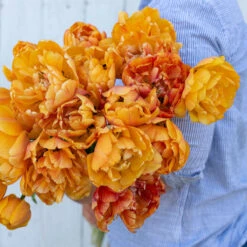 Best Seller -Seed & Root Sales Store 03493 02 sunlover