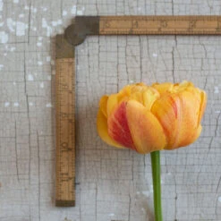 Sunlover -Seed & Root Sales Store 03493 03 sunlover