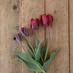 Rococo -Seed & Root Sales Store 03497 04 rococo