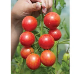 Pink Bumble Bee 5 Pink Bumble Bee -Seed & Root Sales Store 03520g 03 pinkbumble