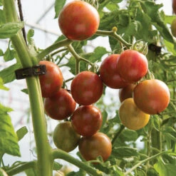 Purple Bumble Bee 5 Purple Bumble Bee -Seed & Root Sales Store 03521g 03 purplebumbl