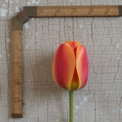 Apeldoorn's Elite -Seed & Root Sales Store 03549 03 apeldorn elite