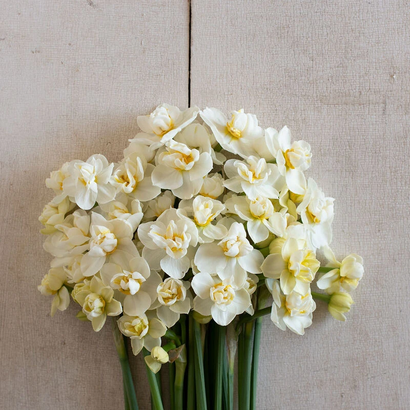 Cheerfulness 1 Cheerfulness