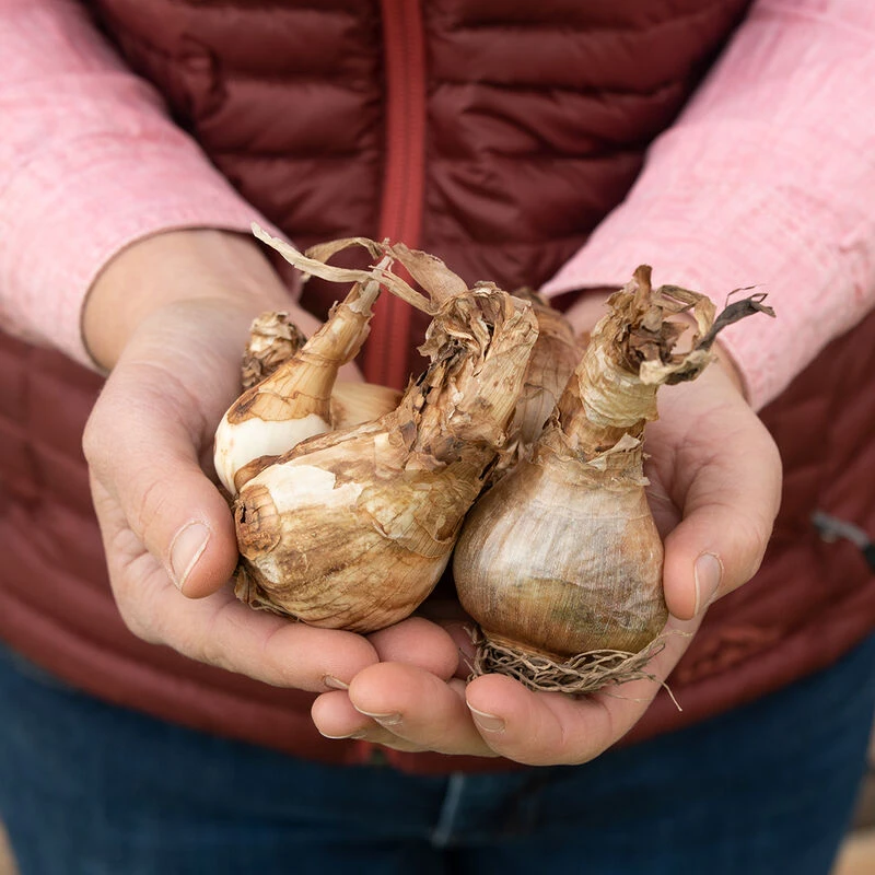 Cheerfulness 2 Cheerfulness - Image 2