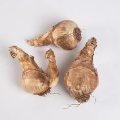 Obdam 5 Obdam -Seed & Root Sales Store 03552 03 obdam