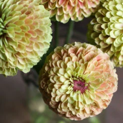 Queeny Lime With Blush -Seed & Root Sales Store 03700 03 queenlime blush