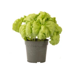 Tuscany -Seed & Root Sales Store 03719 03 tuscany