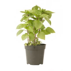 Cardinal -Seed & Root Sales Store 03732g 03 cardinal