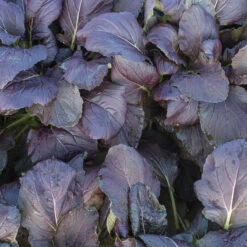 Red Kingdom -Seed & Root Sales Store 03748 01 redkingdom