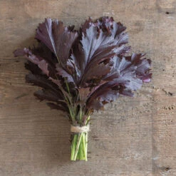 Miz America -Seed & Root Sales Store 03749 01 mizamerica