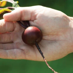 Babybeat -Seed & Root Sales Store 03871 03 babybeet