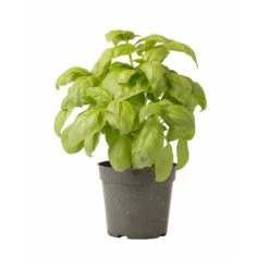 Dolly -Seed & Root Sales Store 03875 03 dolly