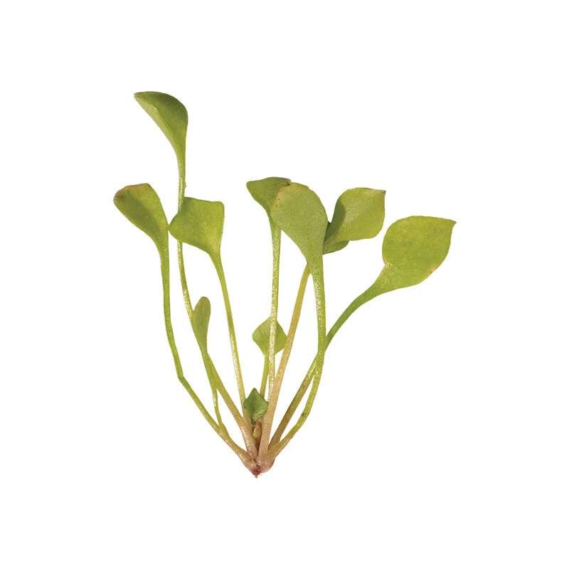 Claytonia 7 Claytonia - Image 7