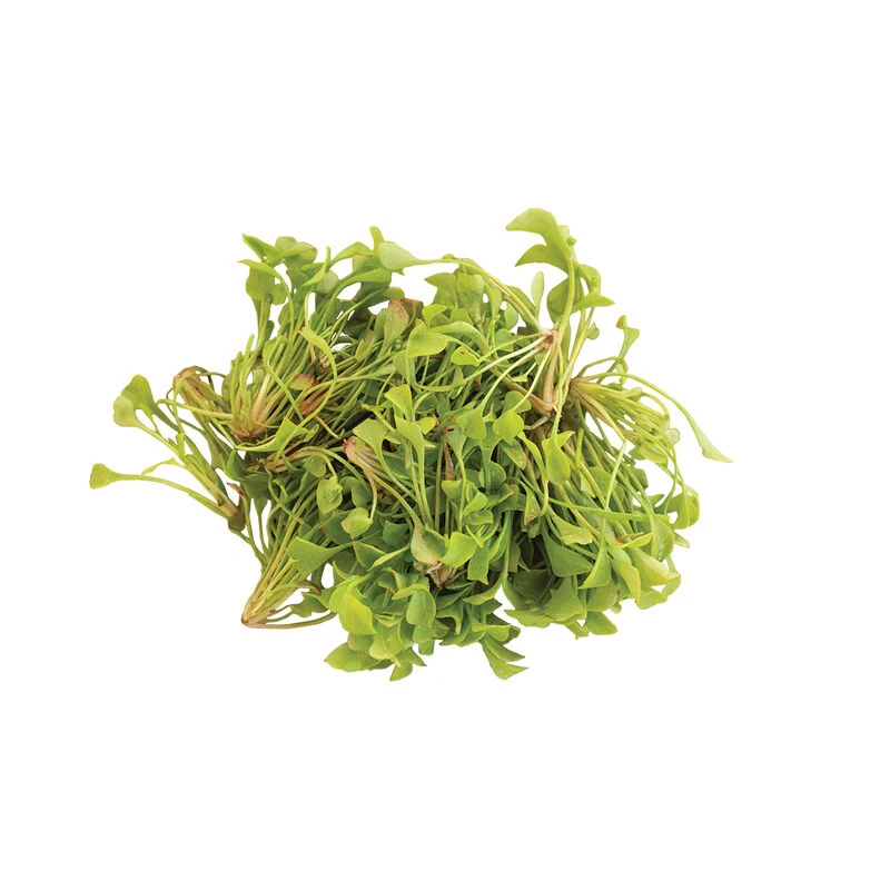 Claytonia 5 Claytonia - Image 5