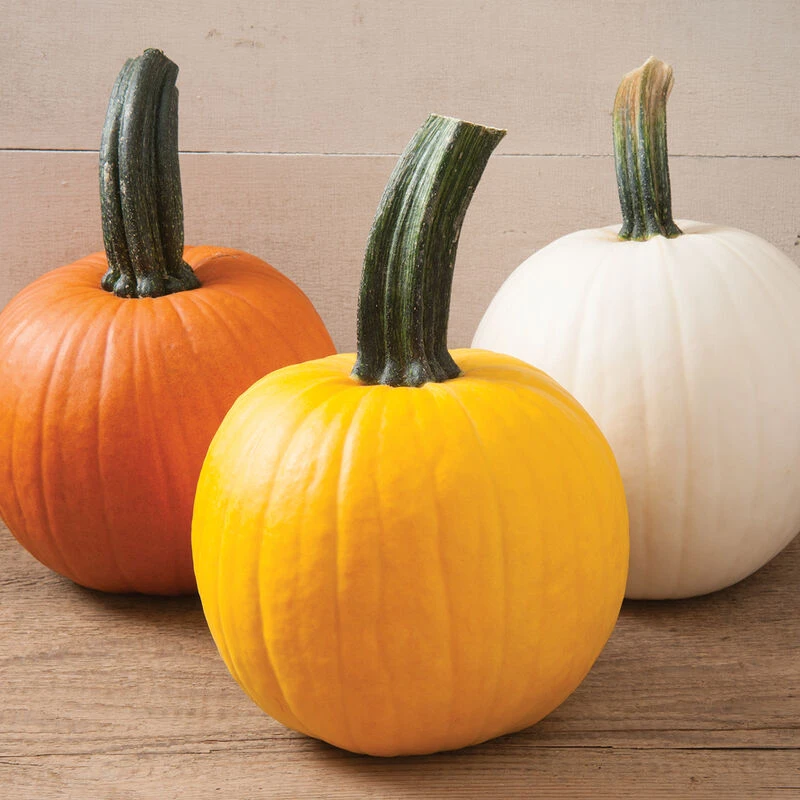 Sunlight PMR 2 Sunlight PMR - Image 2