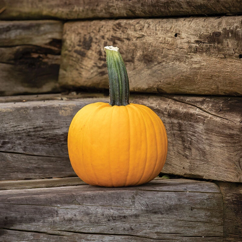 Sunlight PMR 1 Sunlight PMR