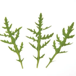 Sylvetta 7 Sylvetta -Seed & Root Sales Store 0398 01 sylvettasaladtrio