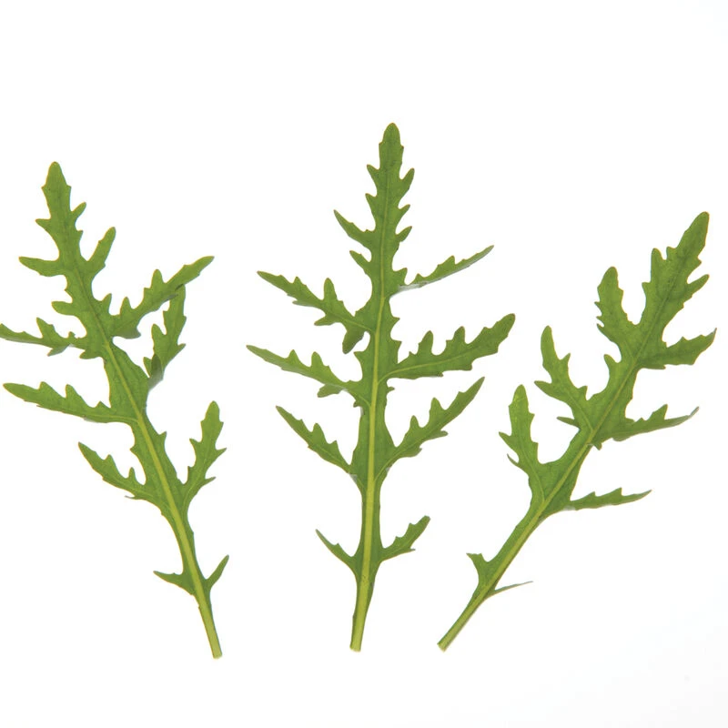 Sylvetta 4 Sylvetta - Image 4