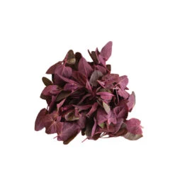 Ruby Red Orach -Seed & Root Sales Store 03999g 03 rubyredorach