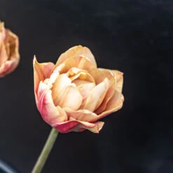 La Belle Epoque 10 La Belle Epoque -Seed & Root Sales Store 04057 03 labelleepoque