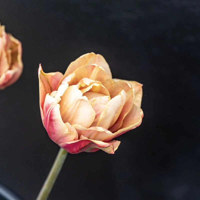 La Belle Epoque 5 La Belle Epoque - Image 5