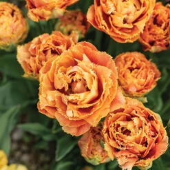 Sensual Touch -Seed & Root Sales Store 04058 03 sensual touch