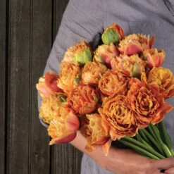 Sensual Touch -Seed & Root Sales Store 04058 04 sensual touch