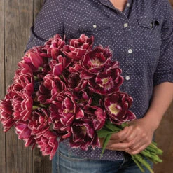 Dream Touch -Seed & Root Sales Store 04060 03 dream touch