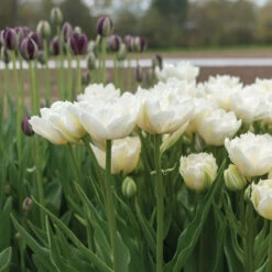 Best Seller 4 Mondial