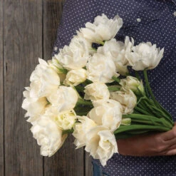 Best Seller -Seed & Root Sales Store 04063 02 mondial