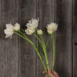 Mondial -Seed & Root Sales Store 04063 03 mondial