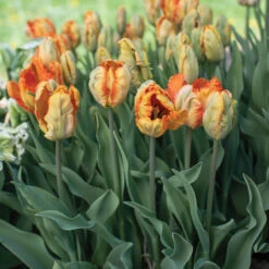 Parrot King -Seed & Root Sales Store 04065 03 parrotking