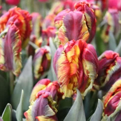 Best Seller -Seed & Root Sales Store 04068 01 rasta parrot