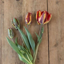 Rasta Parrot 5 Rasta Parrot -Seed & Root Sales Store 04068 02 rasta parrot